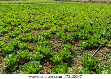 Lettuce plant field on ground in garden.