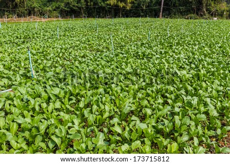 Chinese Cabbage plant field on ground in garden.