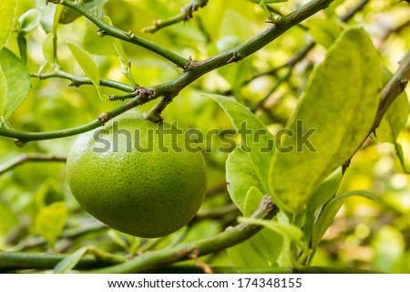 Fresh lime hanging on a lime tree.