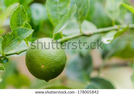 Fresh green lime  hanging on a lime tree