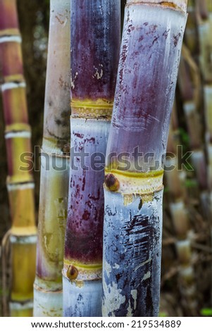 Close up sugar cane plants nature background.