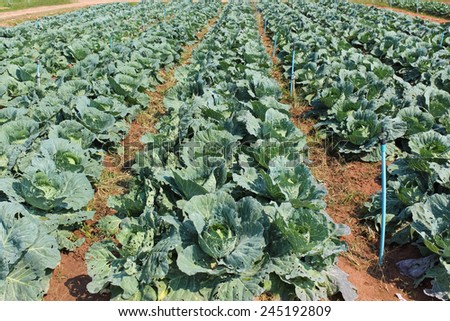 Cabbage, brassica oleracea var capitata  is a leafy green plant, grown as an annual vegetable crop for its dense-leaved heads, agriculture.