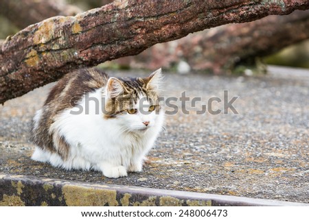 Cat is resting under the tree on ground , cute funny cat.
