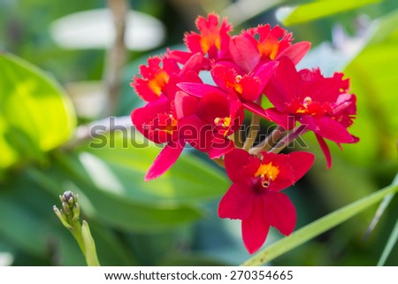 Epidendrum Orchid is a species of orchid are native to the tropical Americas and Mexico, Sakura Valley, Oriental Valley, Pink Pearl.