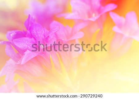 Beautiful flowers with Soft Focus Color Filtered background.