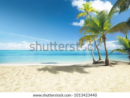 Caribbean sea and coconut palms