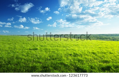 Field Of Spring Grass And Forest