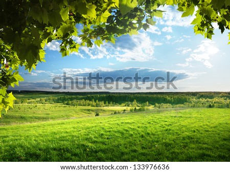 Field Of Spring Grass And Forest