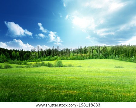 Field Of Grass And Perfect Sky