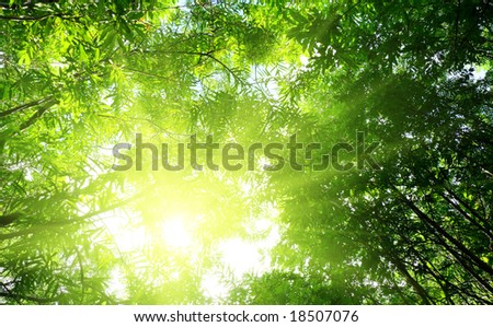 rays of sun in deep summer forest