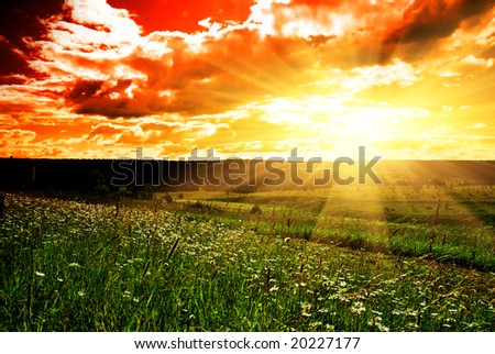 summer landscape field of green grass and sunset