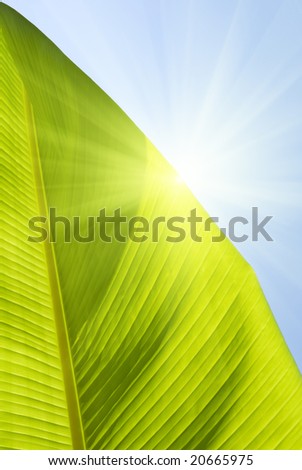 crop of leaf banana palm