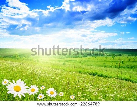 stock photo : field of daisies and perfect sky