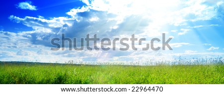 field of fresh summer grass and clouds
