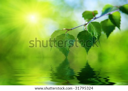 leaves of birch and water