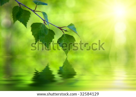 leaves of birch and sunny day