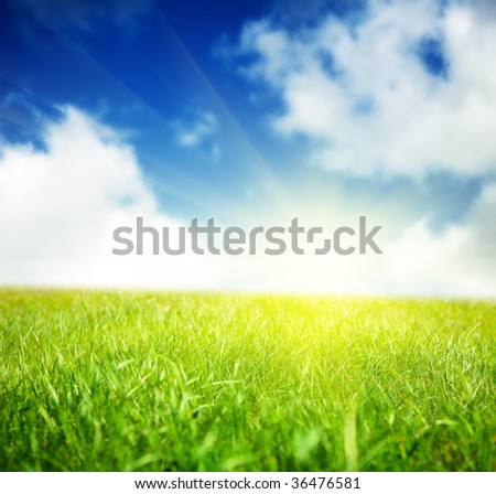 spring green field of grass