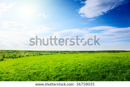 spring green field of grass