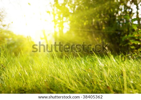 grass in park