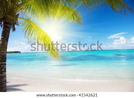 ocean and coconut palms