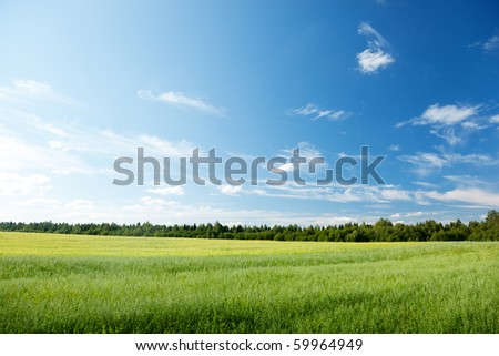 oat field and sunny sky