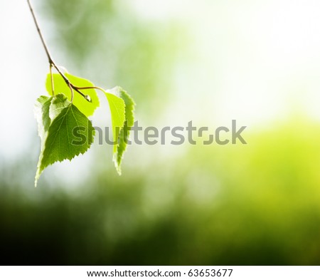 leaves of birch in forest