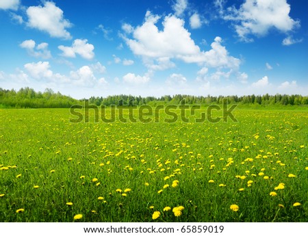 field of spring flowers and sunny day