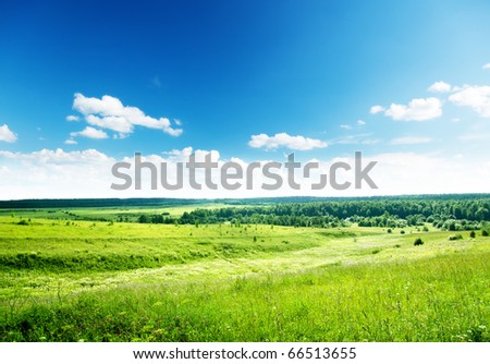 field of summer grass and flowers