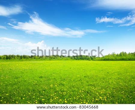 field of spring flowers and perfect sky