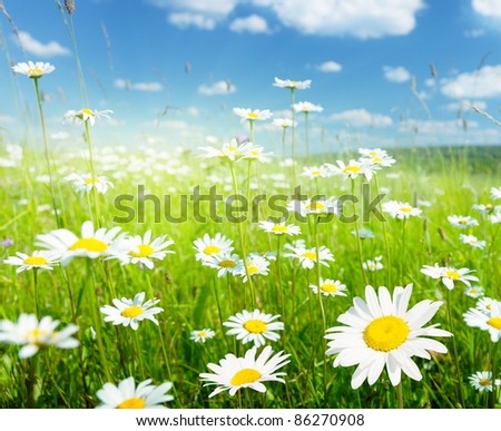 field of summer flowers