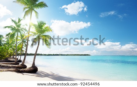 palms and Caribbean beach palms and Caribbean beach