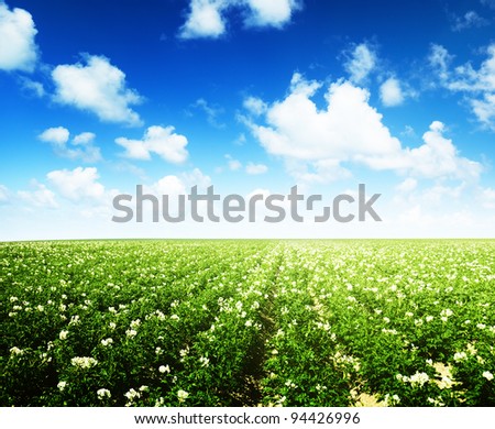 potatos field and sunny summer day