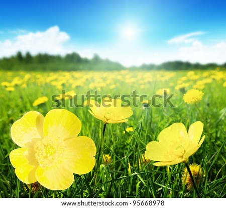 Field of spring flowers and perfect sunny day