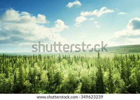 forest in sunny day