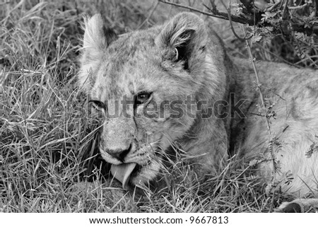 Young lion resting under a tree