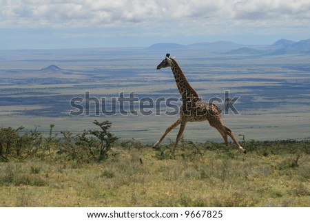 Giraffe running over Serengeti plains