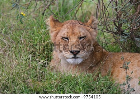 Young lion resting after diner
