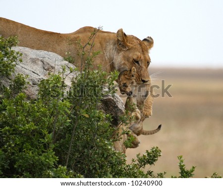 lion and lioness and cub. images Most lionesses bear cubs every lion and lioness and cub. kwazulu-nata