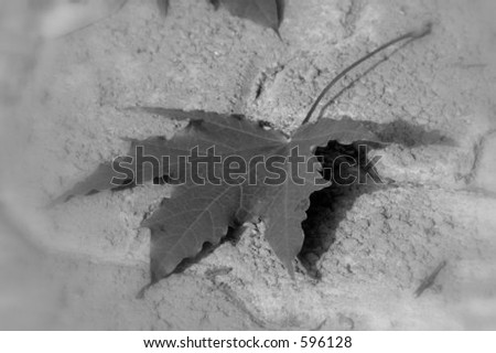 black and white leaf on bricks