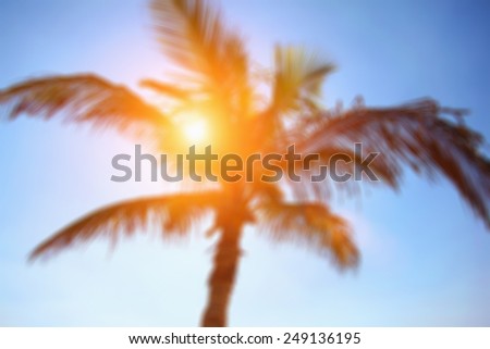 Sunlight Through The Leaves Of Palm Trees Blurred Background
