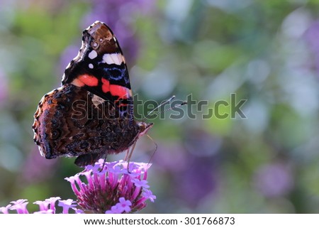 red admiral butterfly on a purple flower