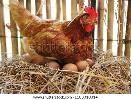 The hen is hatching the egg in the coop/hatching the egg