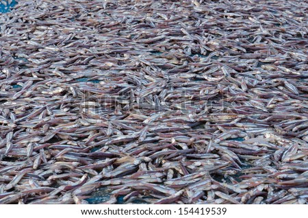 Dried anchovy dry by the sunlight for keep long time
