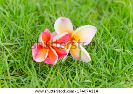 Pink frangipani flower fall on the grass in the breezy morning