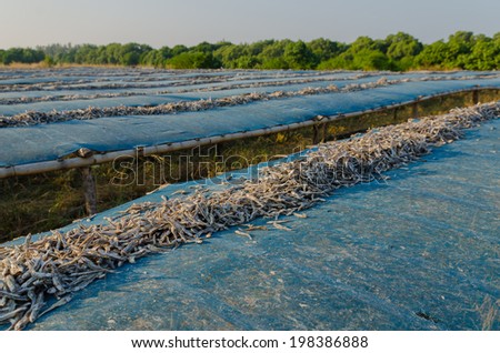 Dried anchovy dry by the sunlight for keep long time