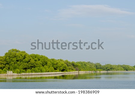 Mangrove forest conservation at  Rayong river estuary in Thailand
