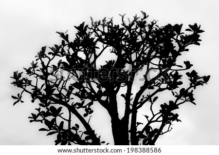 Tree structure shown by isolate black and white shadow
