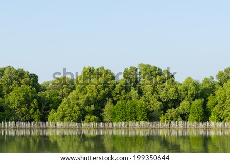 Mangrove forest conservation at  Rayong river estuary in Thailand