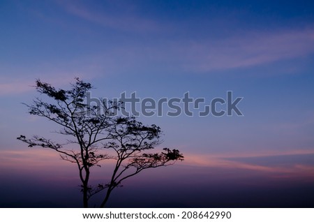 Stand alone tree in the evening  at Mae Moei National Park Tak Thailand
