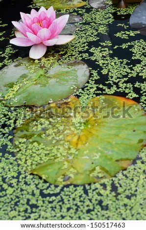 Pink water lily with lily pads in the foreground. Shallow depth of field, with focus on flower.